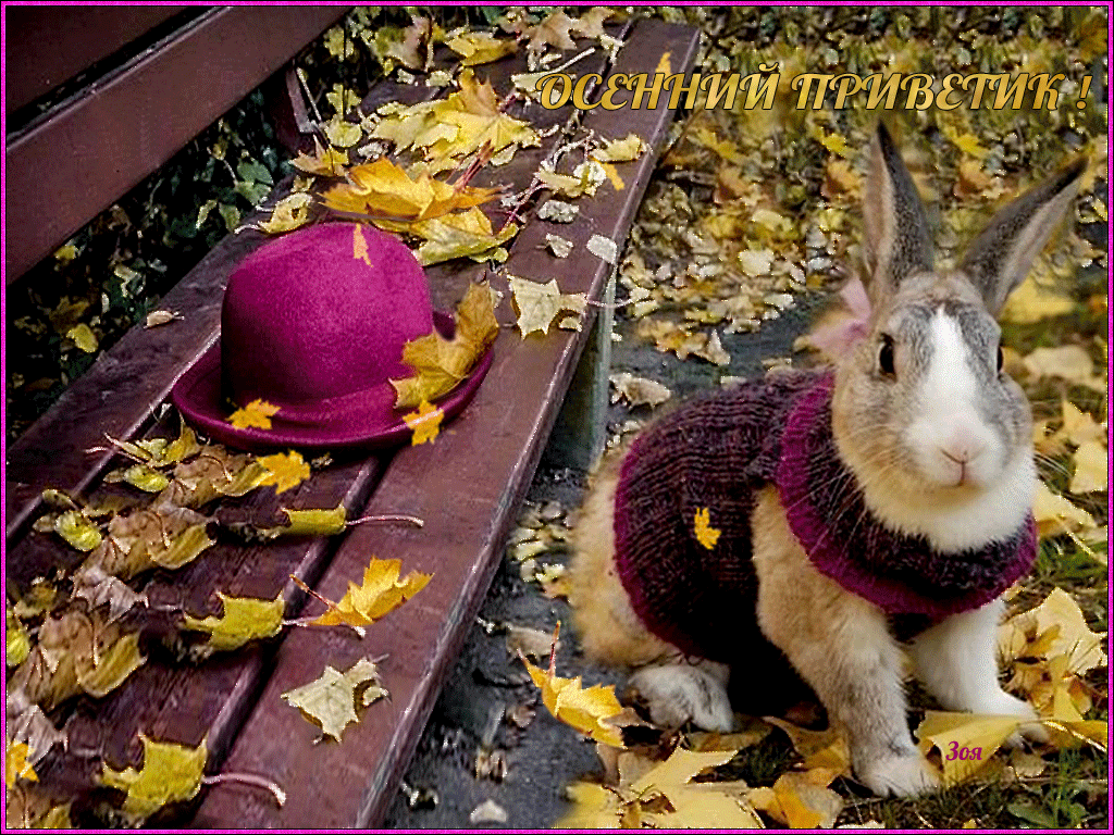 Замечательный странно. Добрый день пятница осень. Осенний Субботний приветик. Осень пятница привет. Доброе утро кролик осень.